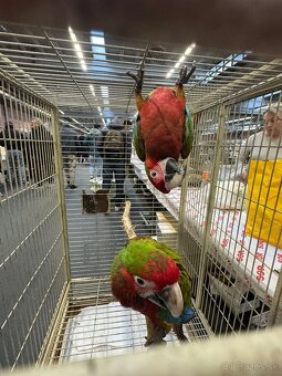 Ara Militaris x choroptera - 2