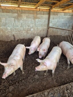 Predam jatocne osipane - 2