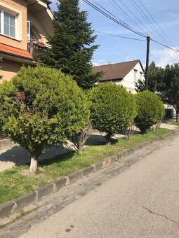 Guľaté tuje - Smaragd - 2