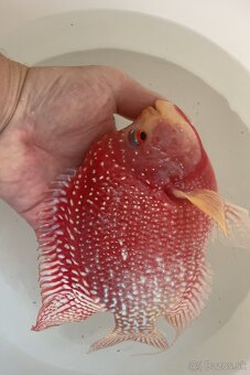 Flowerhorn - 2