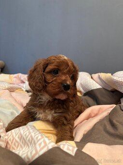 Cavapoo Maltipoo - 2