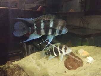 Cyphotilapia Frontoza Burundi - 2
