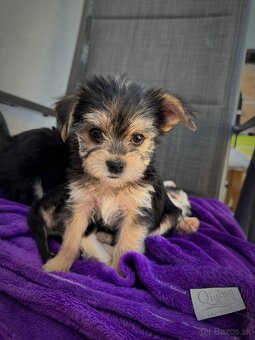 Yorkshire Terrier - 2