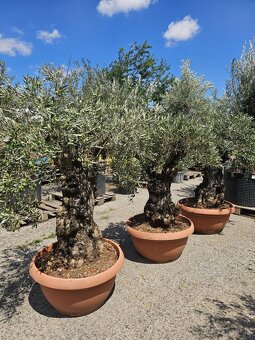 Citrusy palmy olivovniky bananovniky juky agave - 2