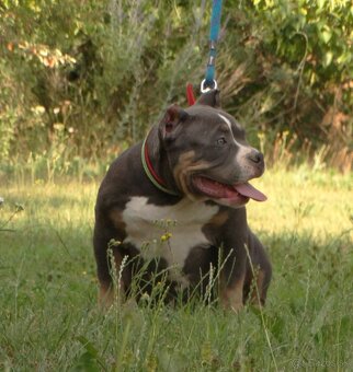 AMERICAN BULLY - 2