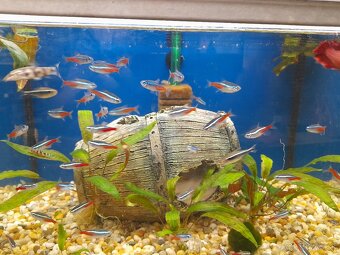 Akvarijné rybky - predaj - 2