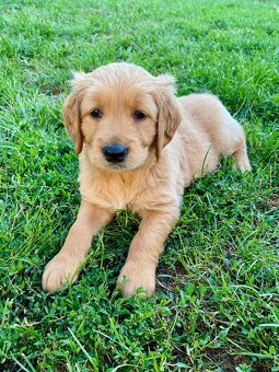 Zlatý retriever šteniatka - 2