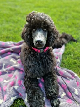 Pudel kráľovský veľký - 2