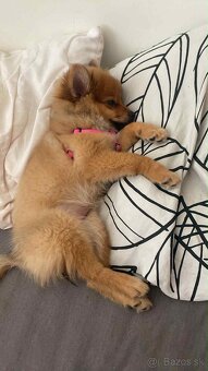 Pomeranian - 2