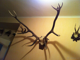 Trofej parohy - jeleň a srnec-znížená cena - 2