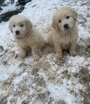 Slovenský čuvač - 2