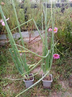 Kráčajúca poschodová cibuľa - 2