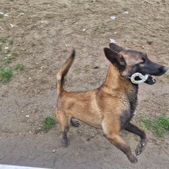 Darujem psa Malinois  Belgicky  ovčiak /fena - 2