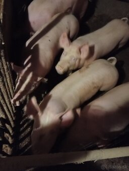 Predám ošipane - 2