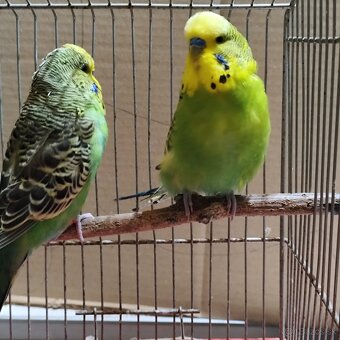 Výstavné andulky - pár - 2