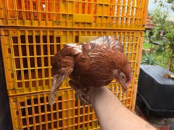 Sliepky Mládky Nosnice Lohman - 2