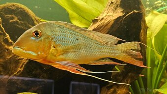 Geophagus - 2