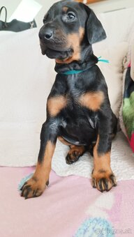 Doberman - krásná fenka s FCI PP - 2