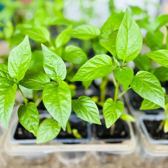 Priesady paprika - 2