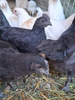 Ayam cemani - mladé kohuty - 2