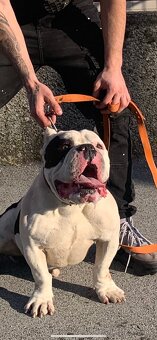American Bully s pp - 2