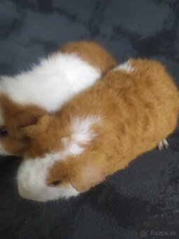 US TEDDY - 2