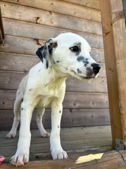 Darujem šteniatko - 2