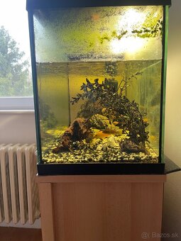 Cichlidy africké+akvarium - 2