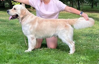 Zlatý retriever - 2