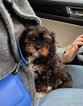 Cavapoo fenka Tricolor - 2