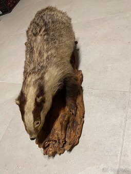 Preparát jazveca - 2