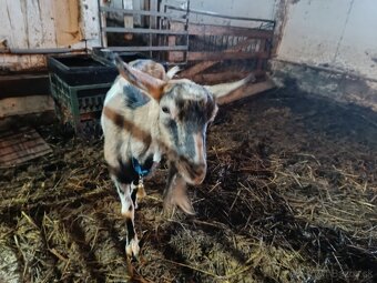 Predám kozy - 2