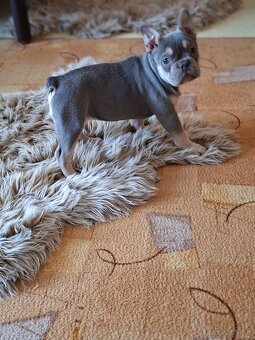 Francúzsky buldoček modry(lilac) - 2