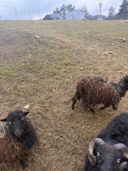 Predam QUESSANTSKE ovecky - 2