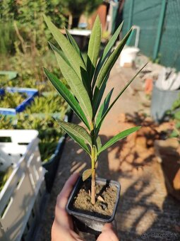 Mrazuvzdorné Oleandre - 2