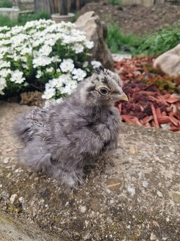 Hodvabnicka USA kuriatka - 2