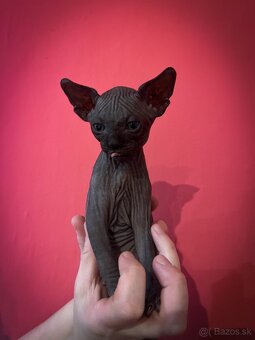 Kanadský Sphynx- mačiatka - 2