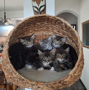Mainská Mývalia mačka / Maine Coon - 2