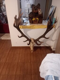 Poľovnicke trofeje - 2