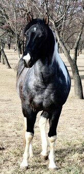 APH APHA PAINT HORSE ŽREBECE pripúšťanie - 2