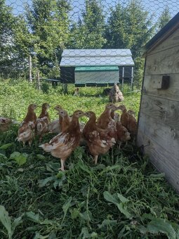 Kurčatá - triedené vysokoznáškové sliepky - 2