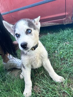 Predám Šteniatka Sibírsky Husky - 2