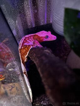 Pagekon riasnatý Correlophus ciliatus - 2