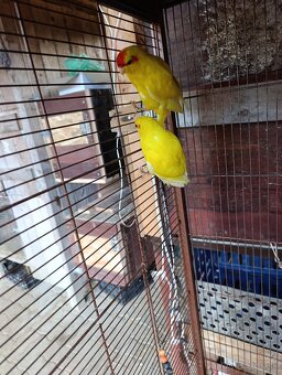 Predám kakariky - 2