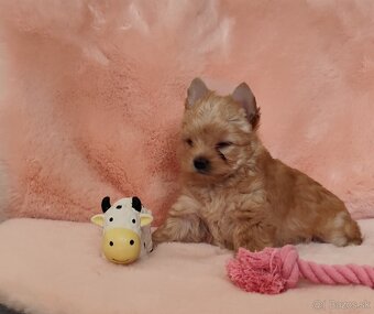 Yorkshire terrier , York - 2