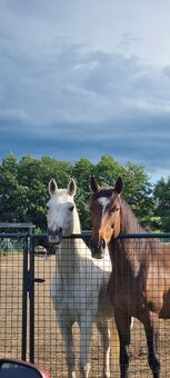 Slovenský teplokrvník - 2