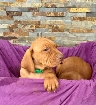 Maďarská vyžla šteniatka - 2