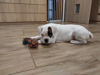 Nemecký boxer šteniatko PP - 2