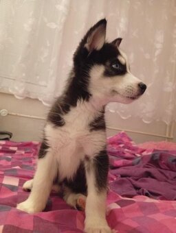 Šteniatko Husky - 2