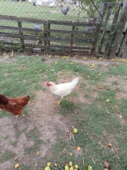 Kohút 🐓 - 2